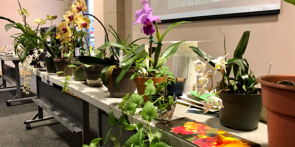 Houseplants arranged on tables for library gardening event