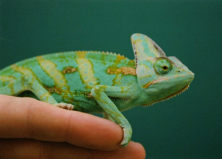 Lizard on a person's finger