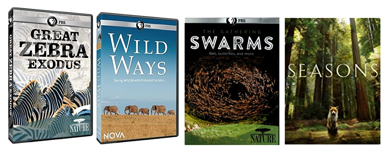 Migration dvds