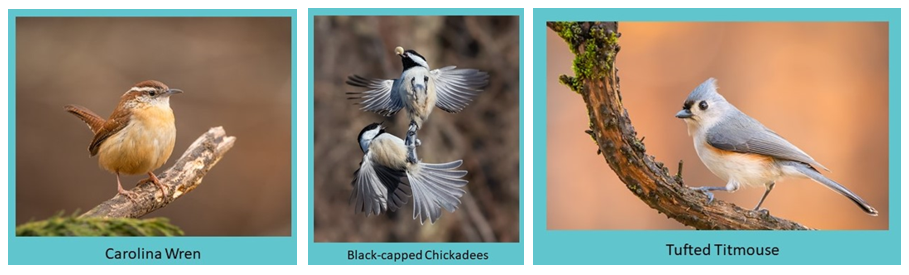 Photos of Carolina Wren, Black-capped chickadees, and tufted titmouse