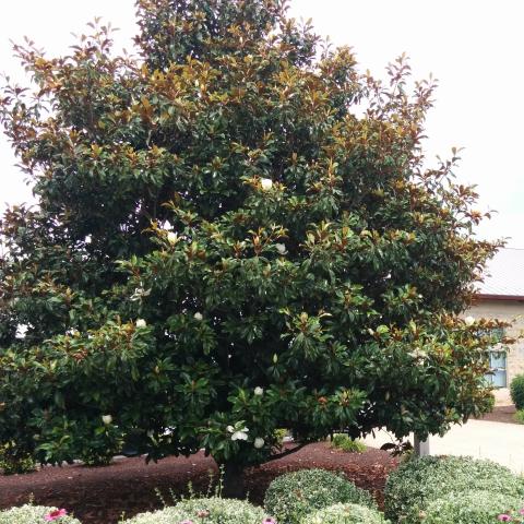 bowman mangnolia tree