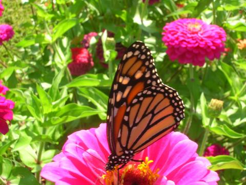 Monarch butterfly on flower