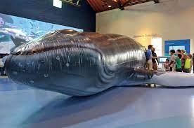 Inflatable whale in the middle of a room