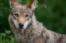 Red Wolf