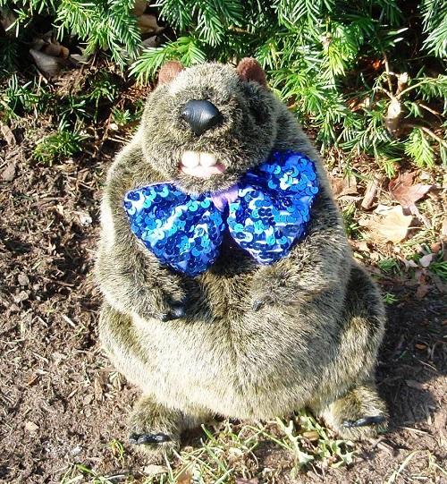 Groundhog puppet