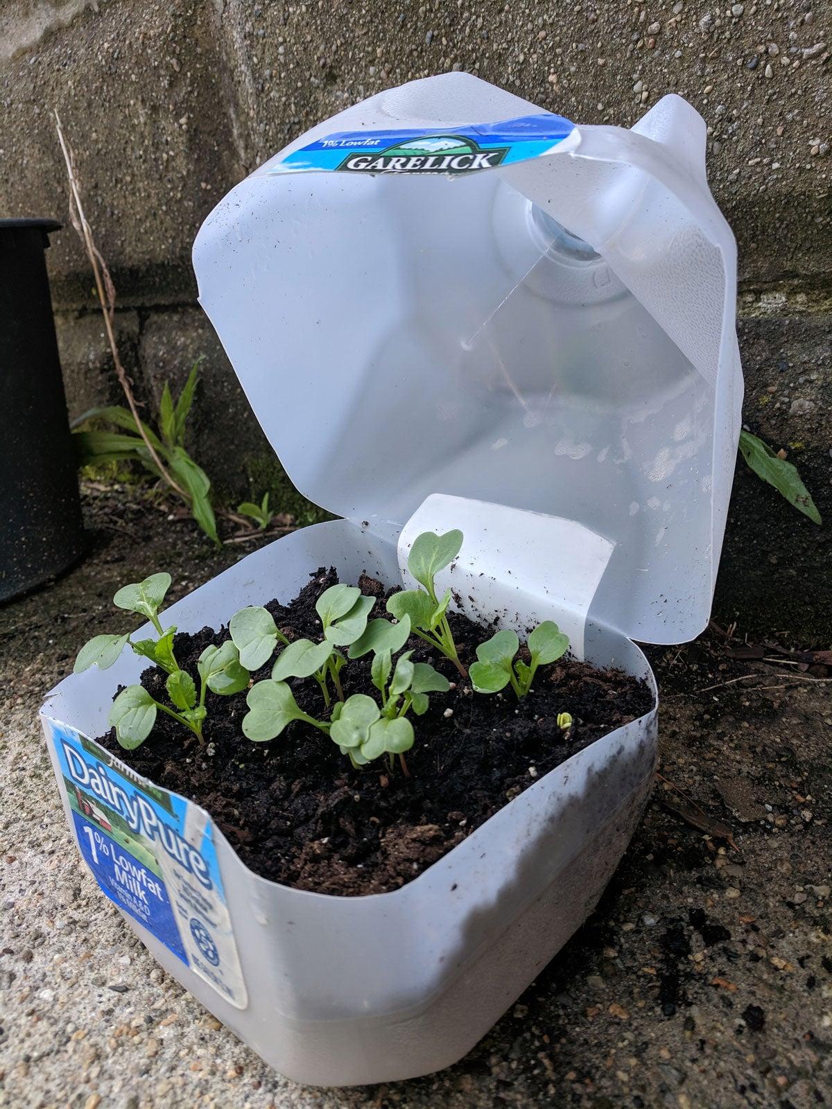 seeds sprouting in a milk jug